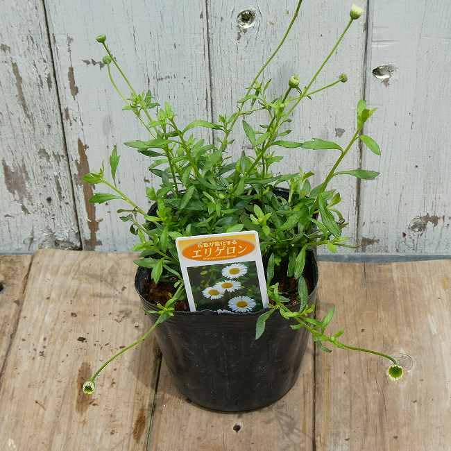 Amazon.co.jp: エリゲロン 苗 スパニッシュデージー 源平小菊 花苗